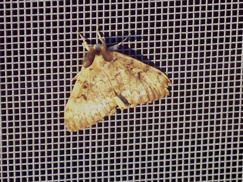 Farfalle del piemonte